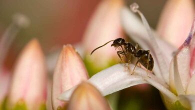 فوائد زيت النمل